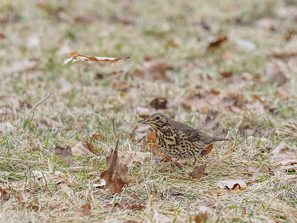 Song Thrush (Turdus philomelos)