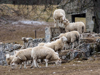 Wool Pile