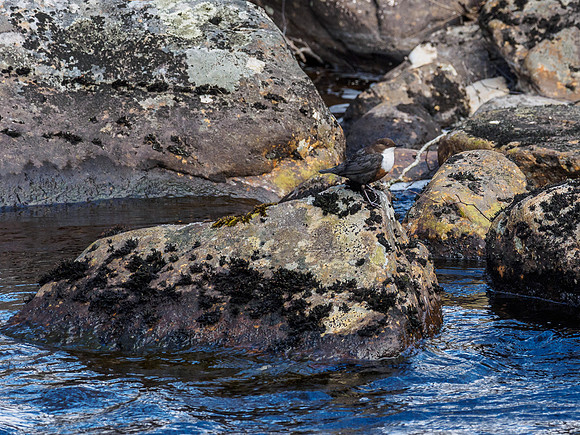 Dipper (Cinclus cinclus)
