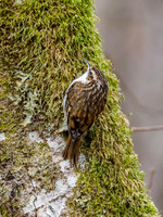 Tree Creeper (Certhia familiaris)