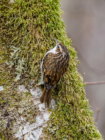Tree Creeper (Certhia familiaris)
