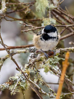 Coal Tit (Periparus ater)