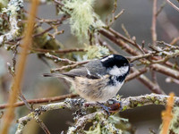 Coal Tit (Periparus ater)