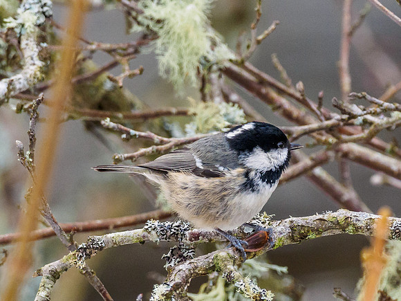 Coal Tit (Periparus ater)