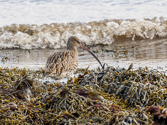 Curlew (Numenius arquata)