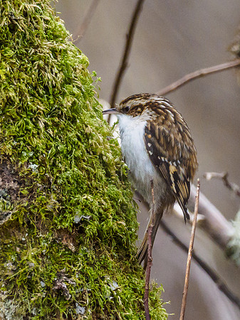Tree Creeper (Certhia familiaris)