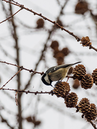 Coal Tit (Periparus ater)