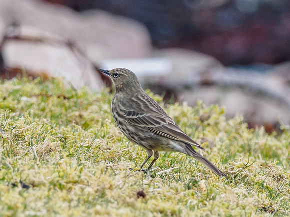 Rock Pipit (Anthus petrosus)