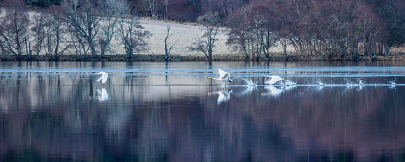 Whooper Swans (Cygnus cygnus)