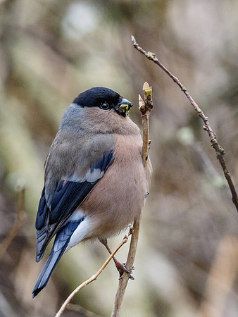 Bullfinch (Pyrrhula pyrrhula)