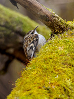 Tree Creeper (Certhia familiaris)