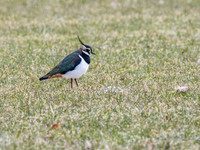 Lapwing (Vanellus vanellus)