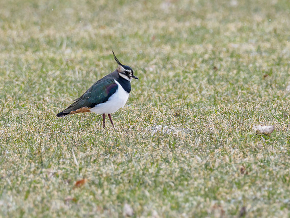 Lapwing (Vanellus vanellus)