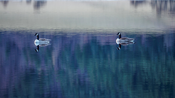 Canada Geese (Branta canadensis)
