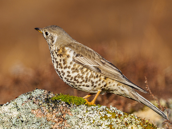 Song Thrush (Turdus philomelos)