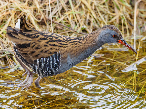 Water Rail (Rallus aquaticus)