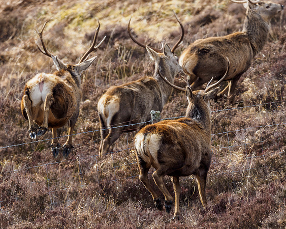 Red Deer (Cervus elaphus)