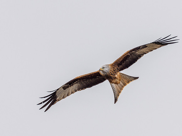 Tollie Red Kites