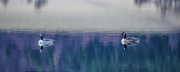 Canada Geese (Branta canadensis)
