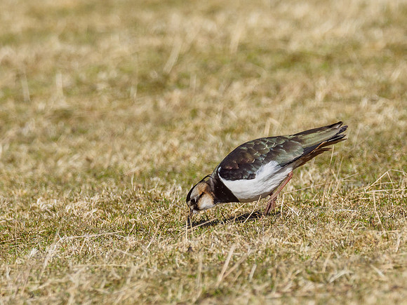 Lapwing (Vanellus vanellus)