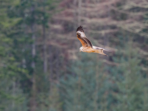 Tollie Red Kites