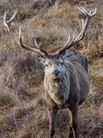 Red Deer (Cervus elaphus)