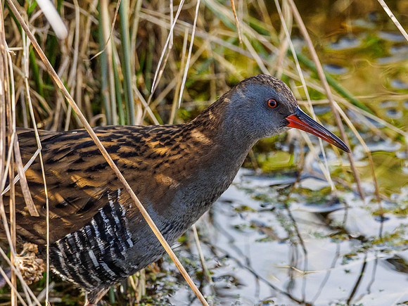 Water Rail (Rallus aquaticus)