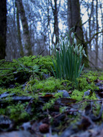 Snowdrops