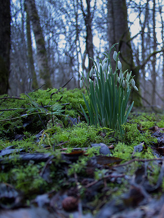 Snowdrops