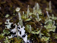 20130210-Strath Conon-R2102922