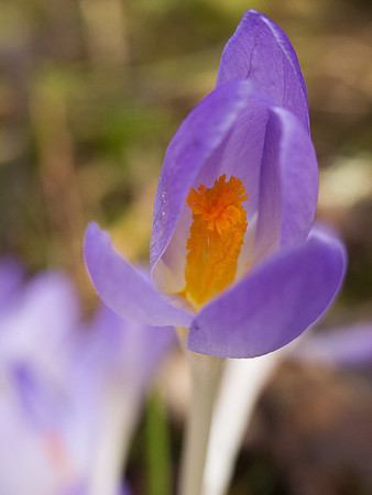 Crocus Growing Wild