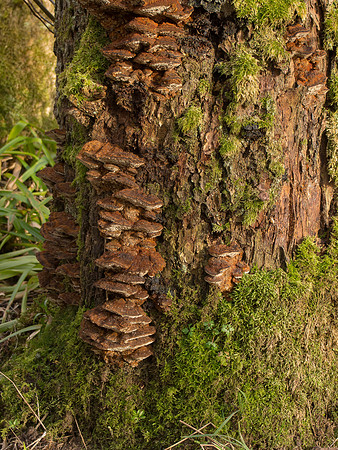 20130216-Urquhart Bay Wood-S2160613