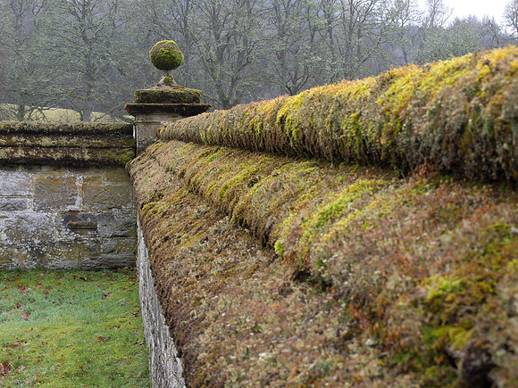 Mossy Wall