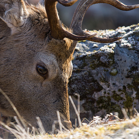 Mullardoch Red Deer