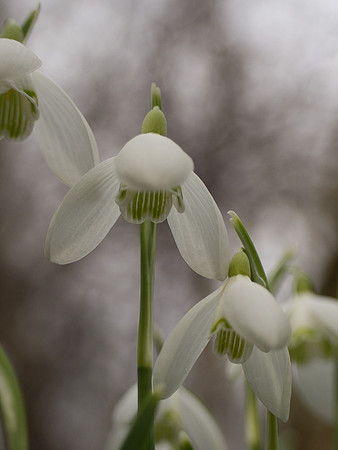 Snowdrops