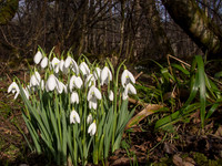 Snowdrops