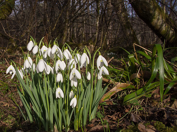 Snowdrops