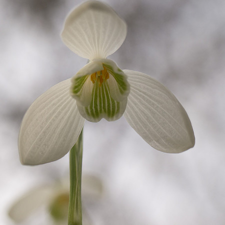 Snowdrops