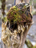 Mossy Stump