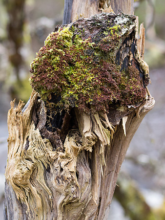 Mossy Stump
