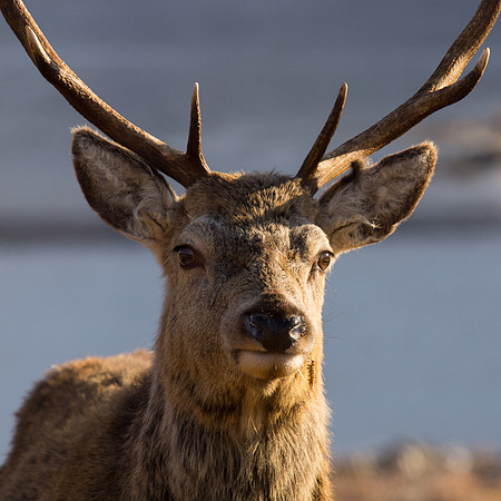 Mullardoch Red Deer