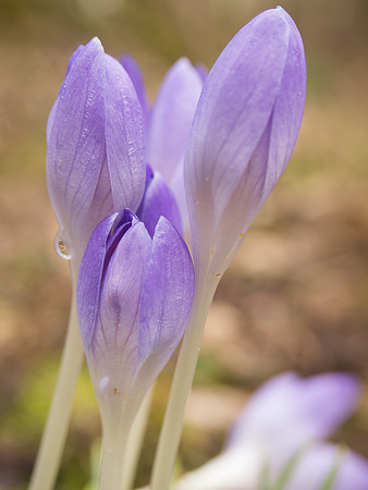 Crocus Growing Wild