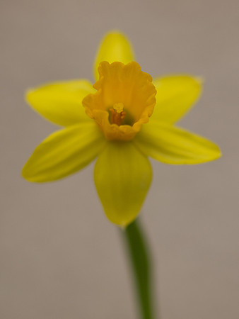 Mini Daffodil