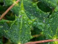 Mahonia Leaves