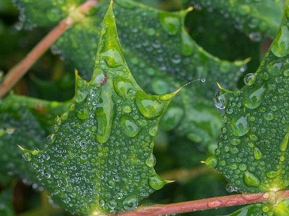 Mahonia Leaves