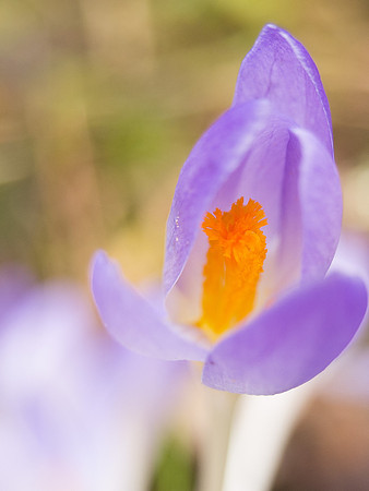 Crocus Growing Wild