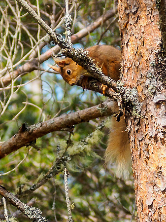 Red Squirrel 3
