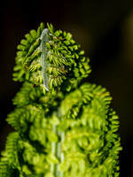 Shuttlecock Fern