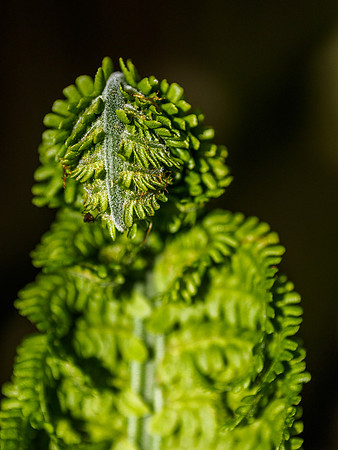 Shuttlecock Fern