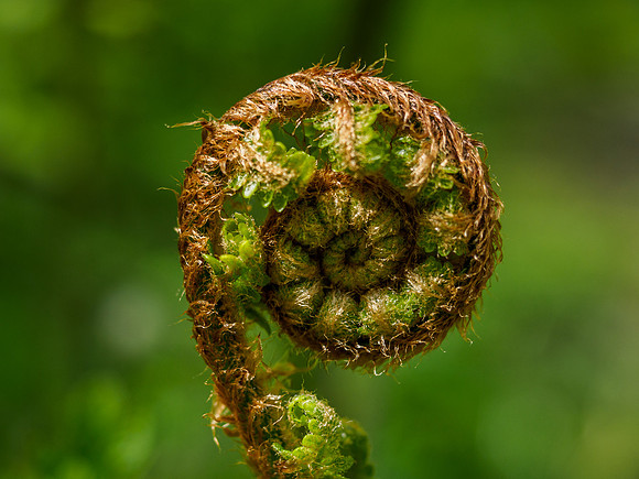 Spiral 6